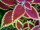 Solenostemon scutellarioides